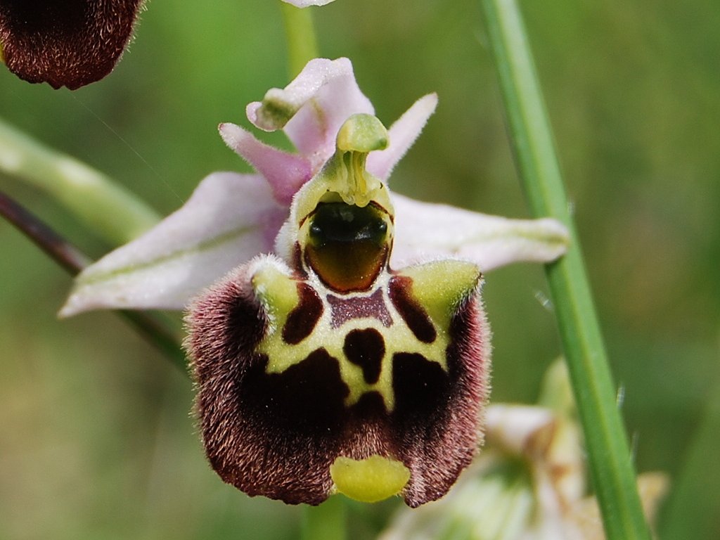 Ibrido Ophrys fuciflora x  Ophrys apifera ?